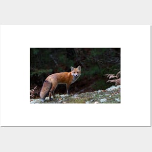 Red Fox - Algonquin Park, Canada Posters and Art